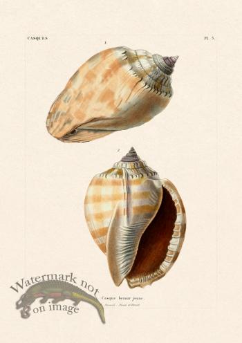 French Shell 005